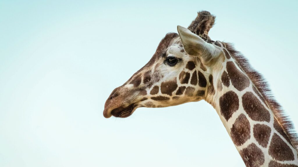 Jagdtrophae_Giraffe