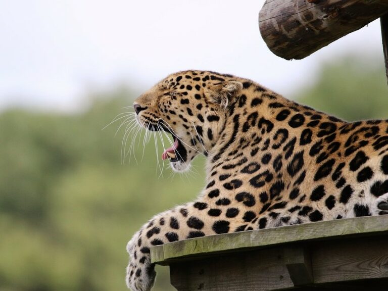 Spezialisierung Auf Die Leopardenjagd
