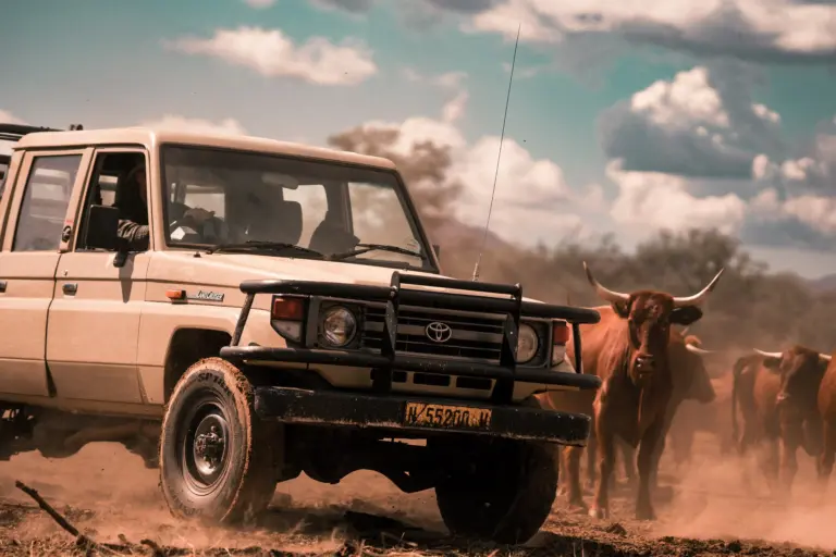 Traditionelle Farmarbeit in Namibia mit Geländewagen und Rindern in der Savanne.